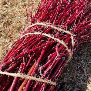 Gran manojo de ramas de cornejo rojo/sauce