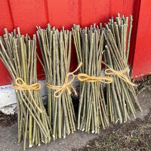Bulk Quantity Black Willow Cuttings -- Fresh, Hefty Stakes