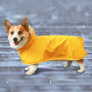 corgi jacket for humans