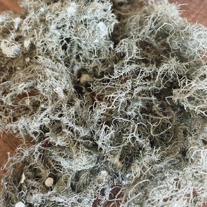 All Natural Usnea Lichen Old Man’s Beard Foraged From Nature image 6