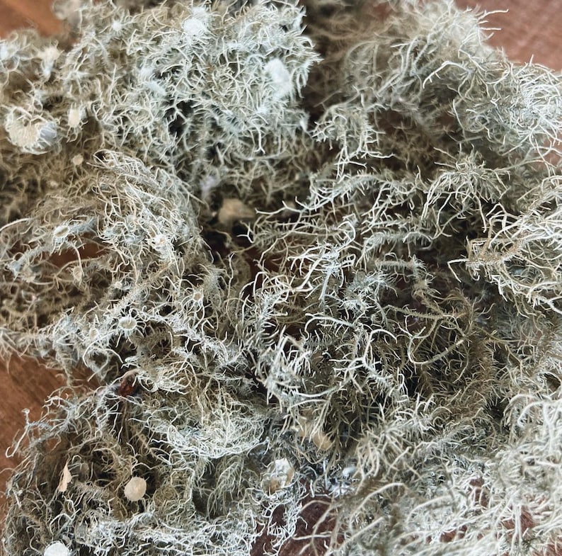 All Natural Usnea Lichen Old Man’s Beard Foraged From Nature image 6