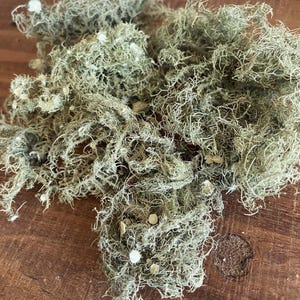 May include: A close-up of a pile of dried, light green, stringy moss. The moss is on a brown wooden surface.