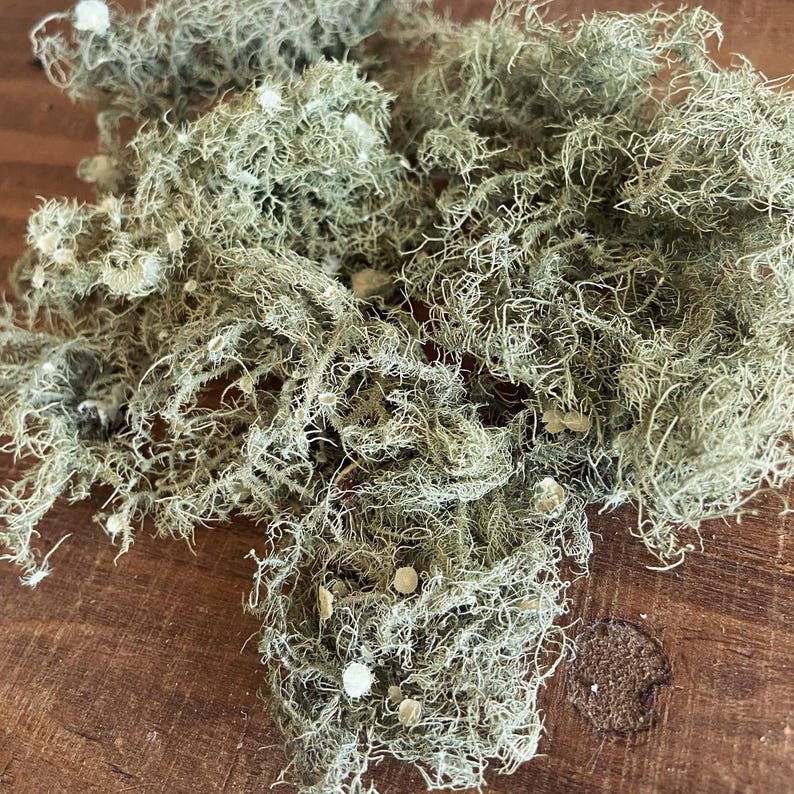 May include: A close-up of a pile of dried, light green, stringy moss. The moss is on a brown wooden surface.