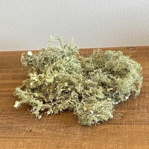 All Natural Usnea Lichen Old Man’s Beard Foraged From Nature 9 grams