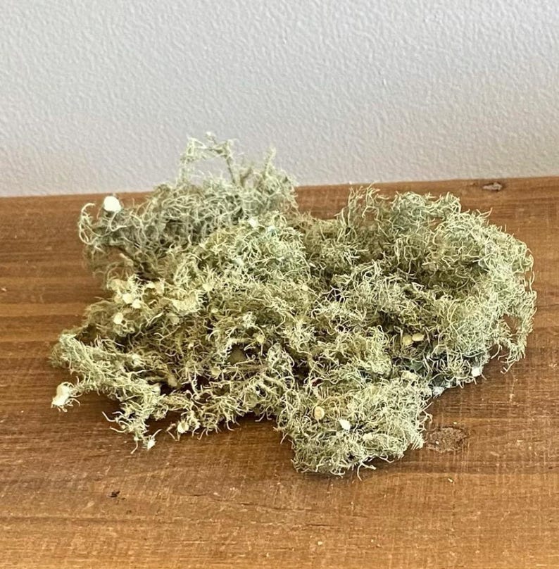 All Natural Usnea Lichen Old Man’s Beard Foraged From Nature 9 grams