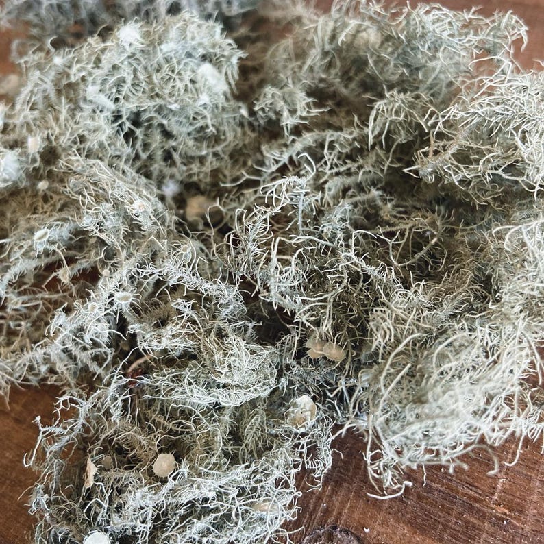 All Natural Usnea Lichen Old Man’s Beard Foraged From Nature image 3