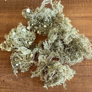 All Natural Usnea Lichen Old Man’s Beard Foraged From Nature image 4