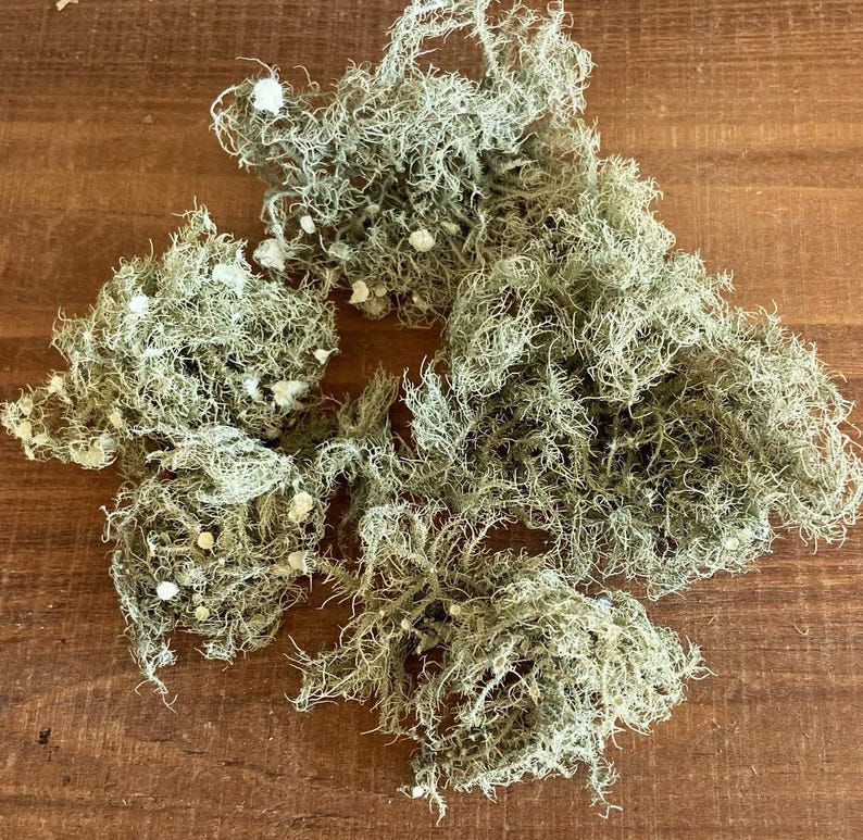All Natural Usnea Lichen Old Man’s Beard Foraged From Nature image 4