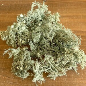 All Natural Usnea Lichen Old Man’s Beard Foraged From Nature 85 grams (3 oz.)