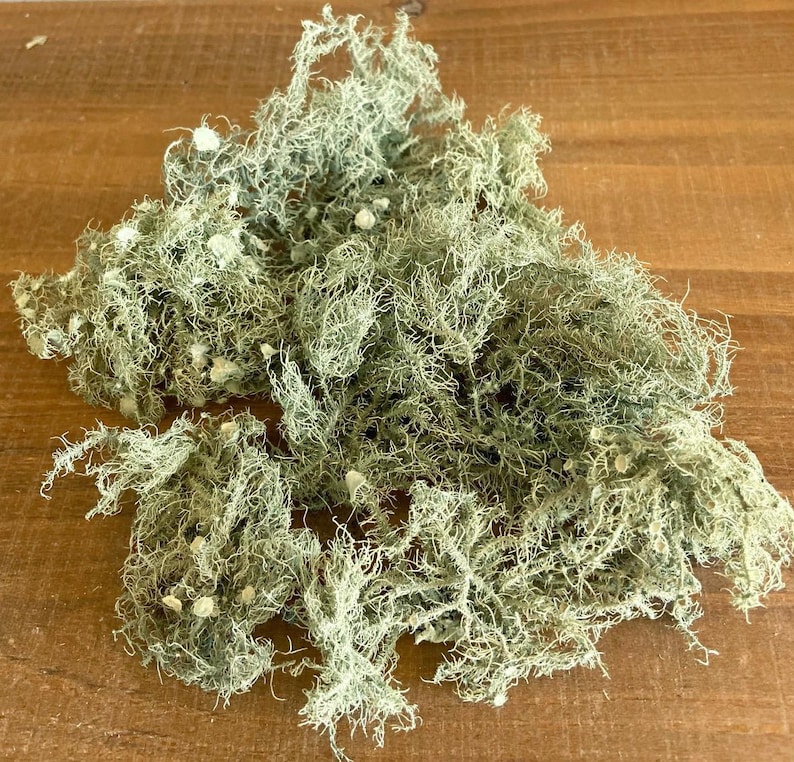 All Natural Usnea Lichen Old Man’s Beard Foraged From Nature 85 grams (3 oz.)