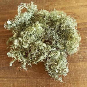 May include: A pile of dried, light green moss with a slightly white tint. The moss is loose and fluffy, and it appears to be natural.