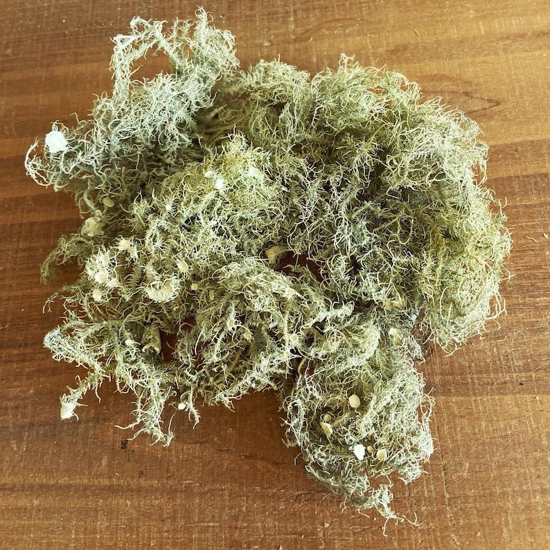 May include: A pile of dried, light green moss with a slightly white tint. The moss is loose and fluffy, and it appears to be natural.