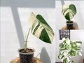 Monstera Albo Plant with Potted Highly Verigated, variegata Halfmoon Rooted Node cuttings House Plant | Rare Monstera Tiget plant product logo