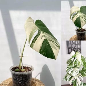 Monstera Albo Plant with Potted Highly Verigated, variegata Halfmoon Rooted Node cuttings House Plant | Rare Monstera Tiget plant