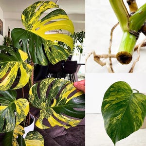 Monstera Deliciosa Aurea Variegated Cutting Nodes– Highly Variegated Rooted Cuttings Nodes| Rare Monstera Plant | Two Color Monstera Plant