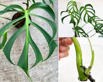 【美品・ビンテージ】プランター⭐️英国モイゼス・スティーブンス 美品・ビンテージ】プランター⭐️英国モイゼス・スティーブンス