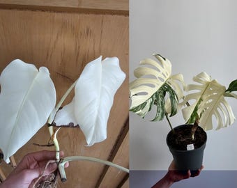 Planta de interior Monstera White Tiger en maceta con 3 hojas / Esquejes de nudos con raíces de luna llena muy abigarrados / Planta Monstera rara