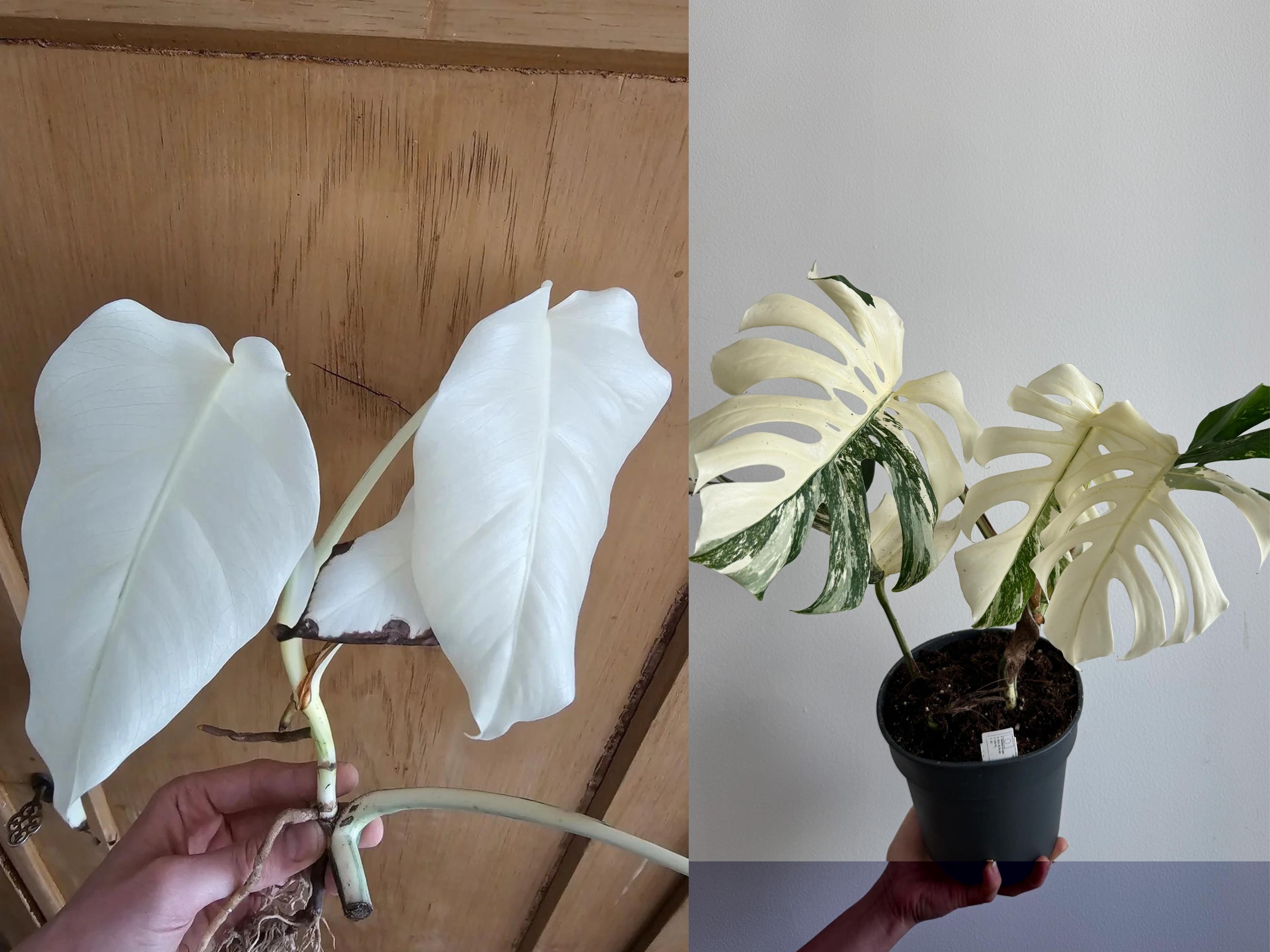 Monstera White Tiger Potted Plant with 3 Leaves | Highly Variegated, Fullmoon Rooted Node cuttings House Plant | Rare Monstera plant