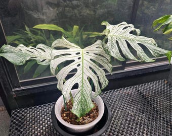 Rara planta Monstera Devil / Monstera Fish Bone con raíces y una hoja en maceta / Monstera muy abigarrada, esquejes abigarrados, nodos