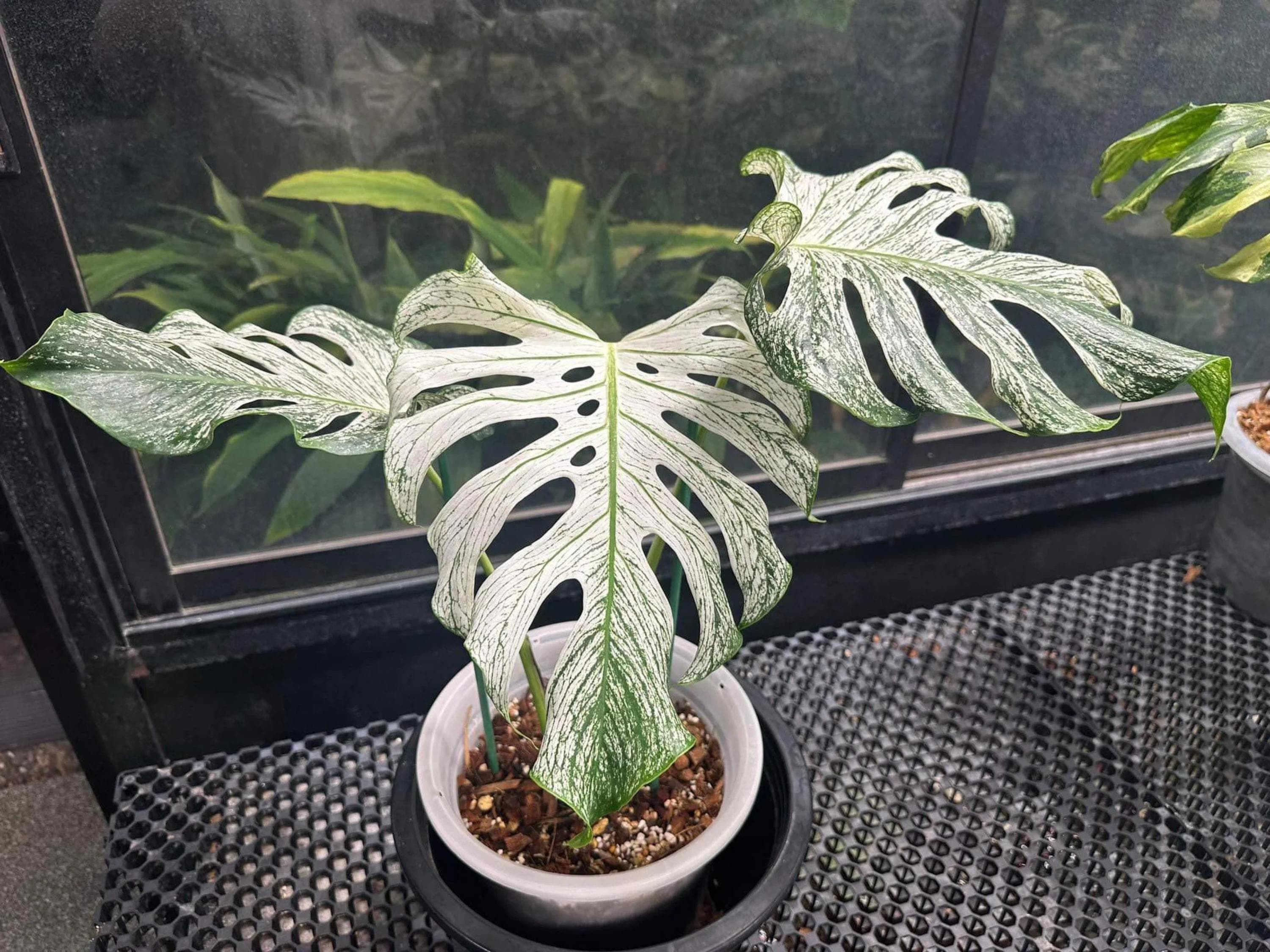 Monstera mint - Etsy 日本