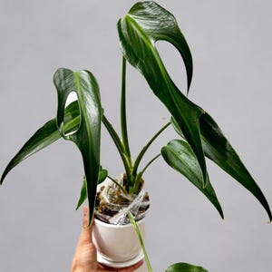 Monstera Burle Marx Flame Plant with Pot | | Fish Bone Monstera | Indoor Houseplant | Live Plant | Rare Monstera Variety | Collector Plant