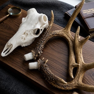 DIY Deer Antler Mount Kit | Realistic European Skull Display, Hunting Trophy Mount