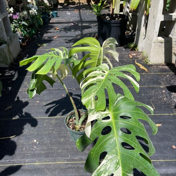 Monstera Borsigiana Albo | Variegated Monstera | Monstera Albo | Florida Nursery