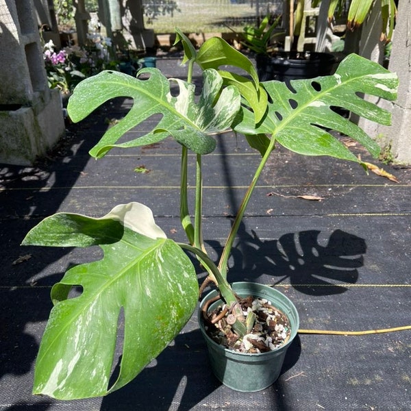 Monstera Borsigiana Albo | Variegated Monstera | Monstera Albo | Florida Nursery