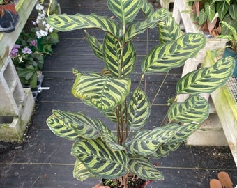 Calathea Makoyana | Florida Nursery | House Plants