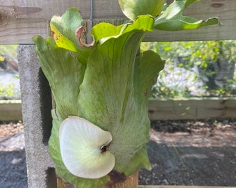 Platycerium Grande | ‘The Giant’ Staghorn Fern | Rare Staghorn Fern | Florida Nursery