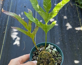 Variegated Oak Leaf Fern | Drynaria Quercifolia Variegated