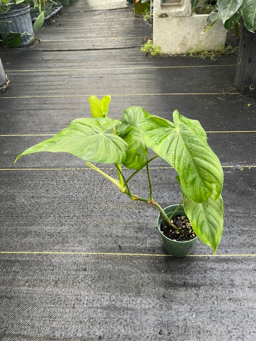 pothos Pothos Neon