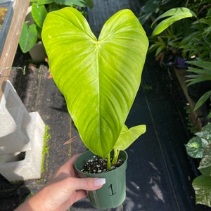 philodendron billietiae for sale 4 Philodendron billietiae x pastazanum  Canopy Plant Co