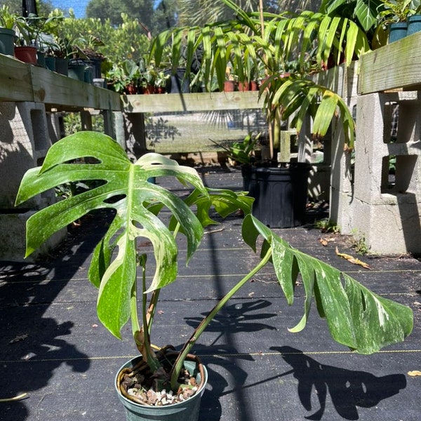 Monstera Borsigiana Albo | Variegated Monstera | Monstera Albo | Florida Nursery