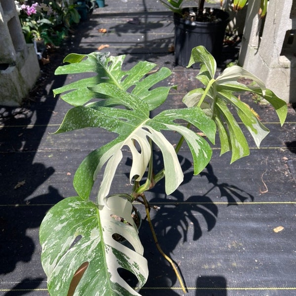 Monstera Borsigiana Albo | Variegated Monstera | Monstera Albo | Florida Nursery