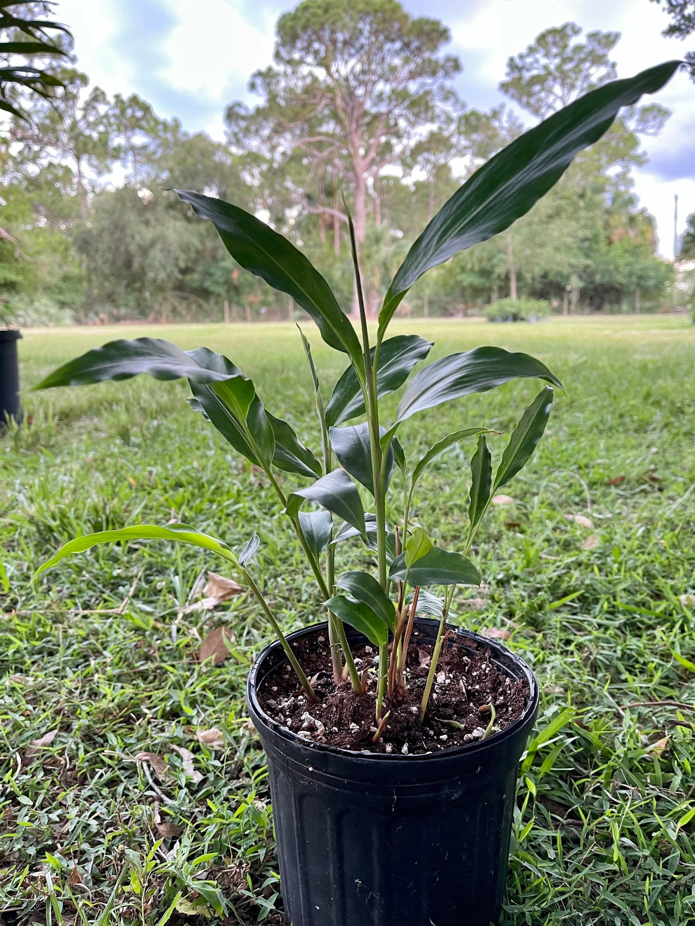 Alpinia zerumbet Pink Shell Ginger 1 gallon nursery Pot Etsy