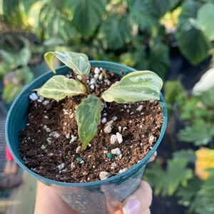 Philodendron Gloriosum Snow Leopard image 4