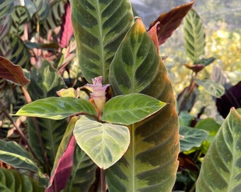 Calathea Warscewiczii | Florida Nursery | House Plants