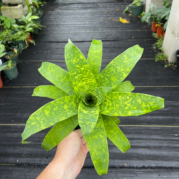 Vriesea Hawaiian Magic 1 Gallon (LARGE) | Rare Bromeliad | Mottled Bromeliad | Florida Nursery