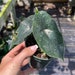 see more listings in the Alocasia & Colocasia  section