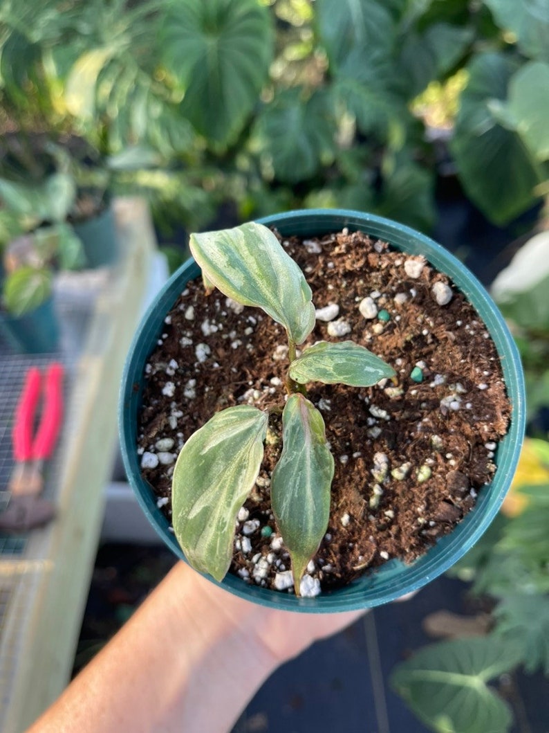 Philodendron Gloriosum Snow Leopard image 3