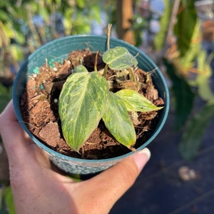 Philodendron Gloriosum Snow Leopard image 6