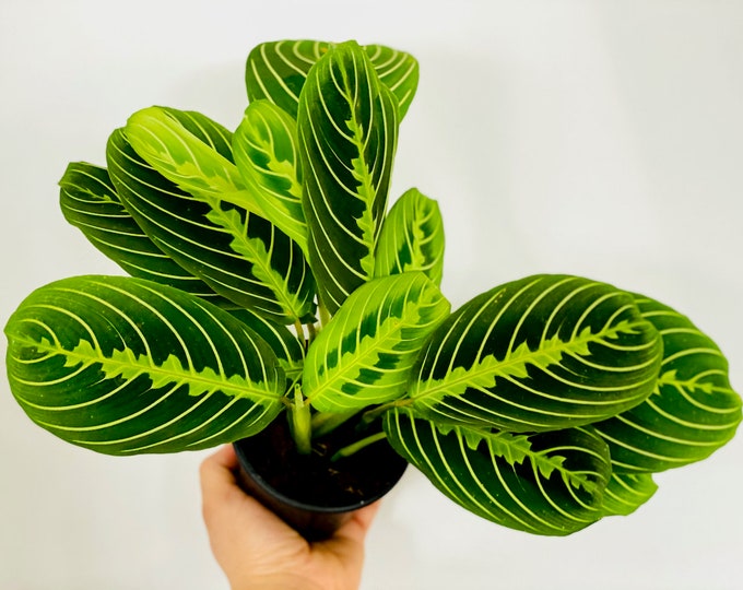 Lemon Lime Maranta Prayer Plant Etsy