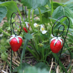 Plant plugs strawberries bed plugs garden decoration balcony decoration flowerpot vegetable plugs