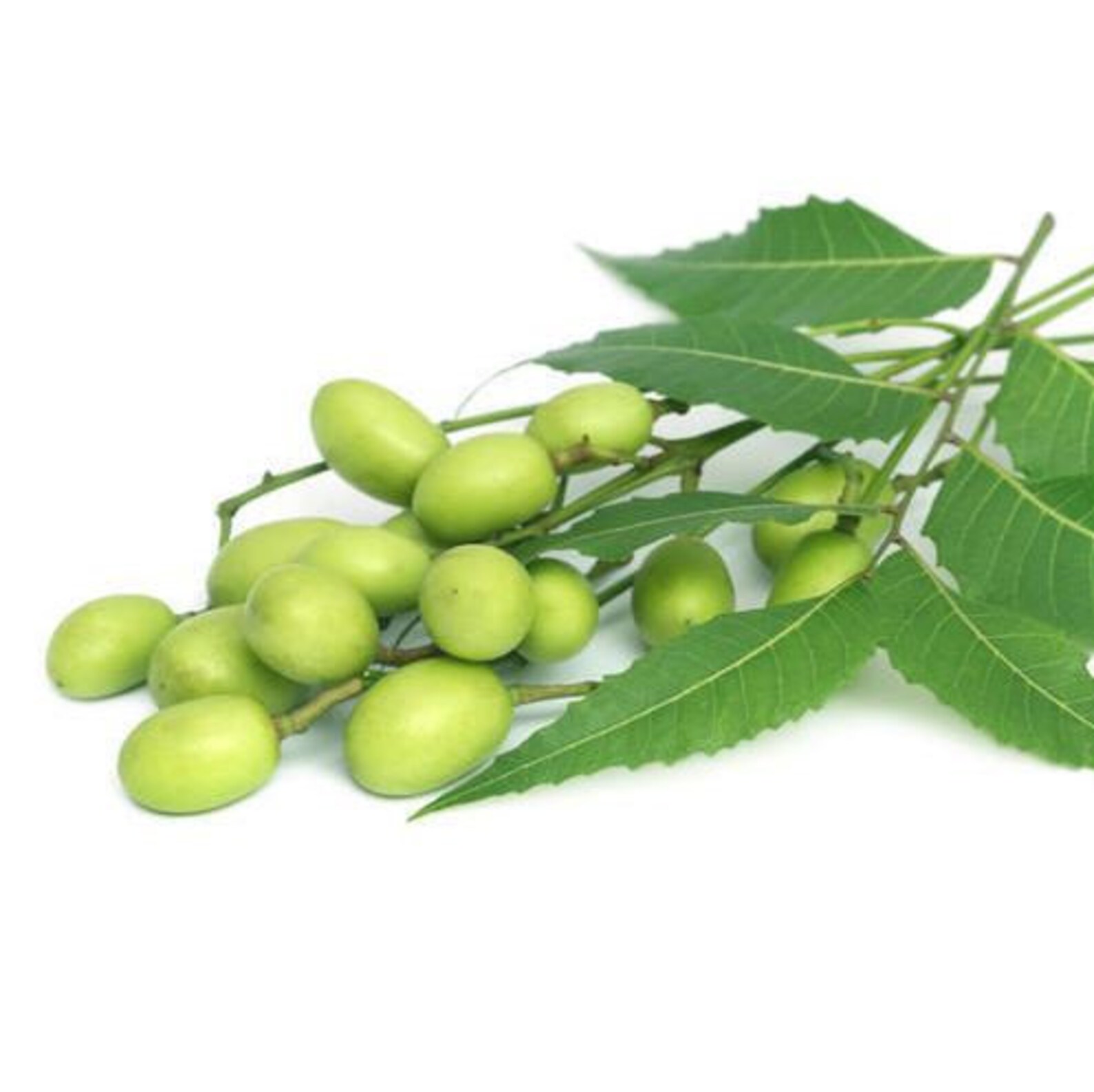 Ceylon Neem Tree Seeds Azadirachta Indica Nimtree Nim Herb Etsy
