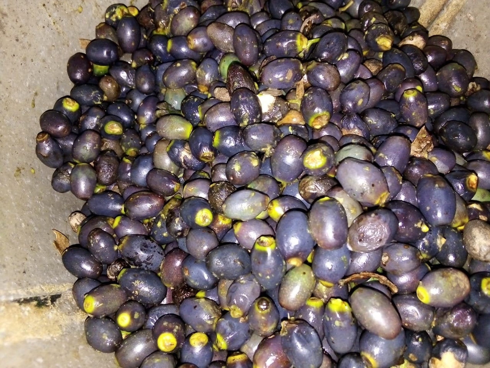 Ceylon cinnamon seeds for planting & cultivate Cinnamomum Etsy