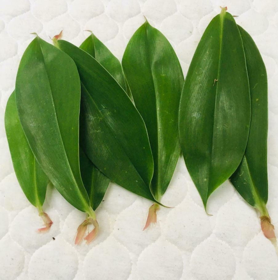 Ceylon Insulin Plant Leaf Costus Igneus/ Thembu kola