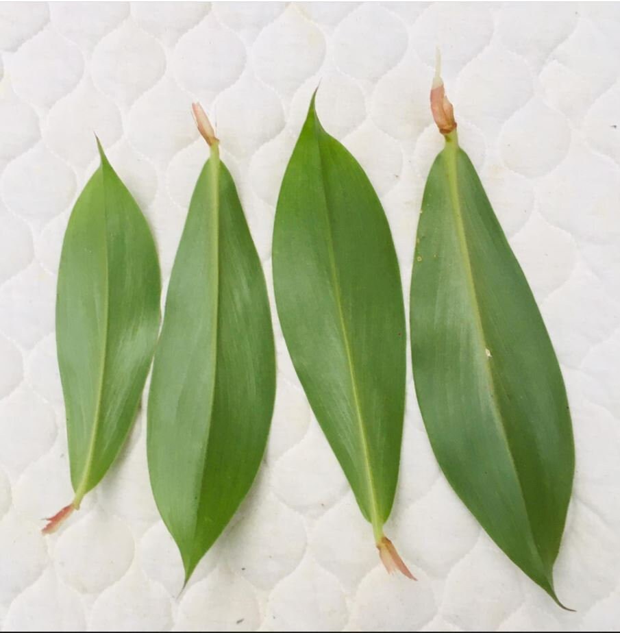 Ceylon Insulin Plant Leaf Costus Igneus/ Thembu kola
