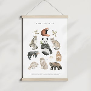 A3 Vida Silvestre de China Animal Pared Arte Identificación Gráfico Imprimir Póster Acuarela Ilustración Historia Natural Regalo