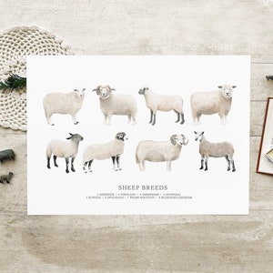 Razas de ovejas A5 A4 Ilustración cartel pared arte impresión imagen campo granja tema británico cordero oveja raza vivero decoración Cottagecore
